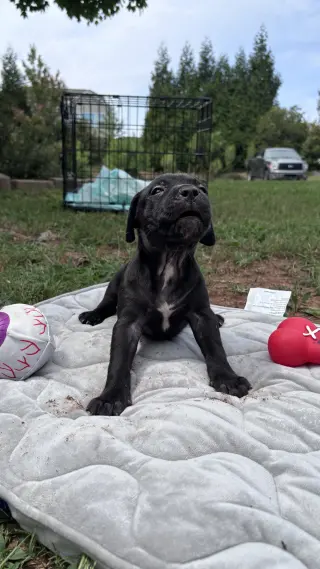 Bear- Cora's Litter