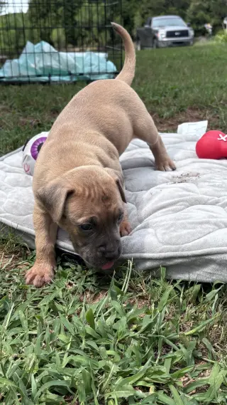 Twinkie - Cora's Litter