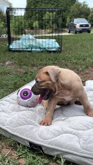 Twinkie - Cora's Litter