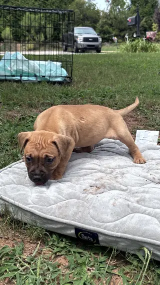 Becky - Cora's Litter
