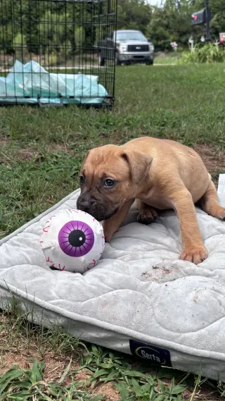 Becky - Cora's Litter