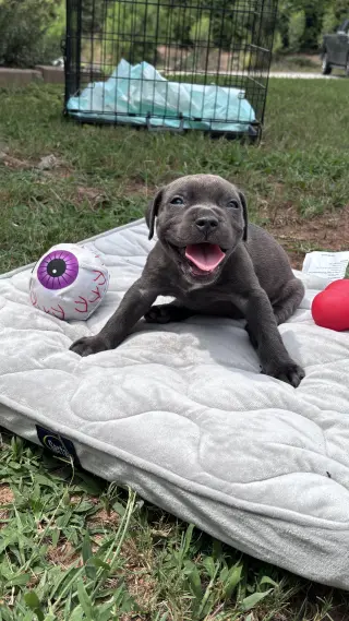 Pebbles - Cora's Litter