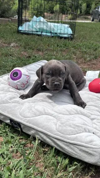 Pebbles - Cora's Litter