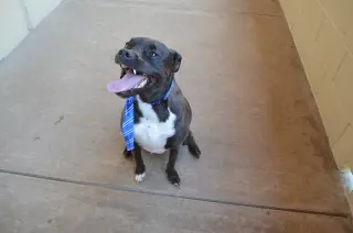 Gustavo
