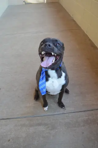 Gustavo