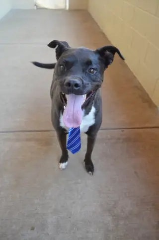 Gustavo
