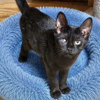 Dak