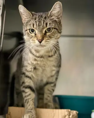 Purr-in