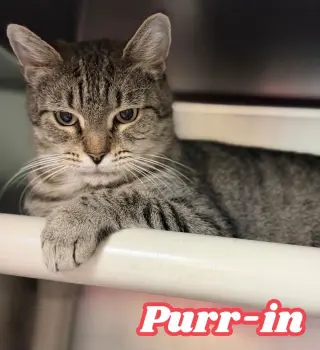 Purr-in
