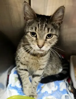 Purr-in