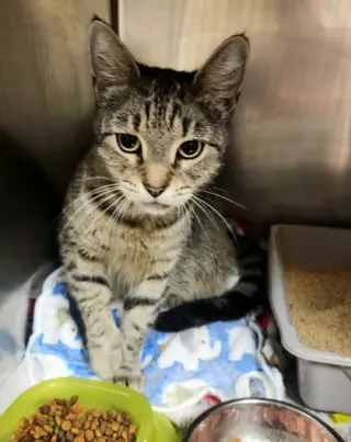 Purr-in