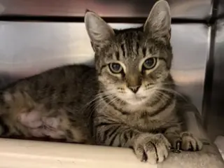 Purr-in
