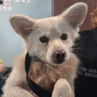 Gollum