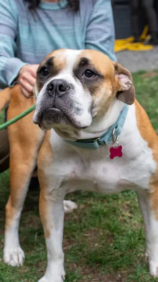 Molly Moo Cow