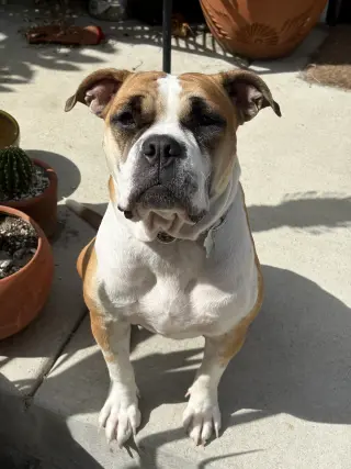 Molly Moo Cow