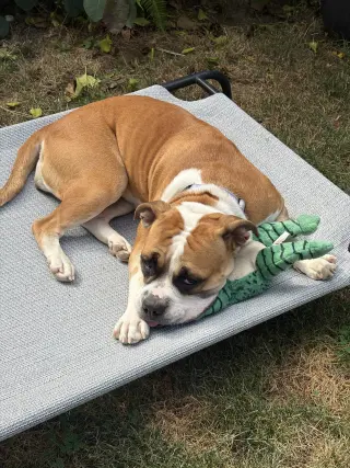 Molly Moo Cow