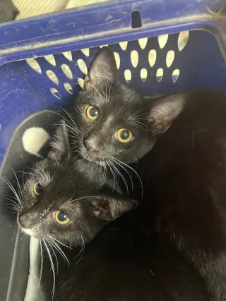 Betty and Boop (stach)