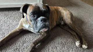 Loko