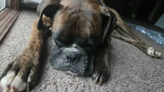 Loko