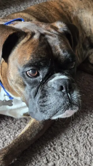 Loko