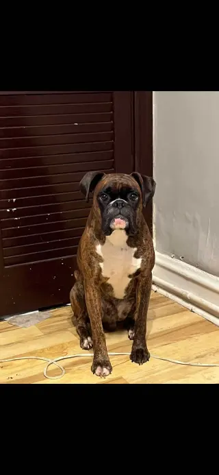 Loko
