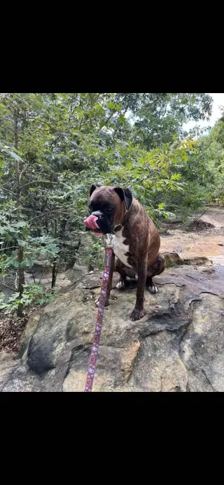 Loko