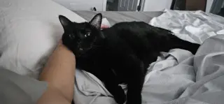 Bailey (Belly)