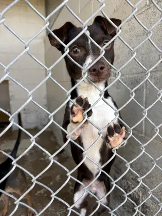 Tenold