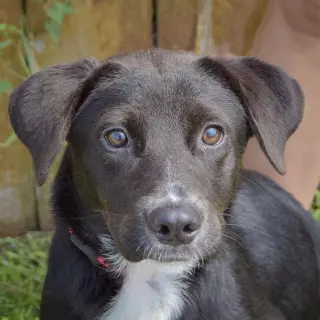 Gabby