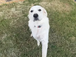 Mia
