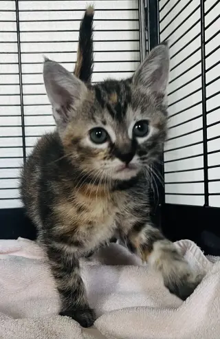 Pecan