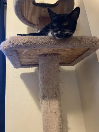 GIRL KITTY - Offered by Owner - Senior FIV+
