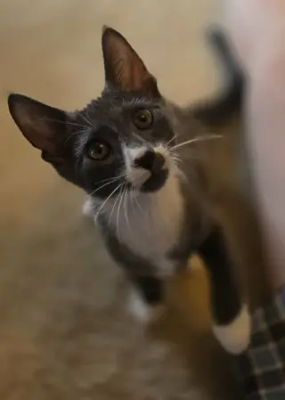 Kelvin