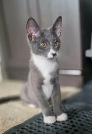 Kelvin