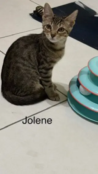 Jolene