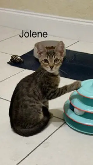 Jolene