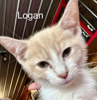 Logan