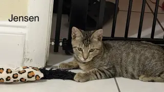 Jensen