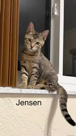 Jensen