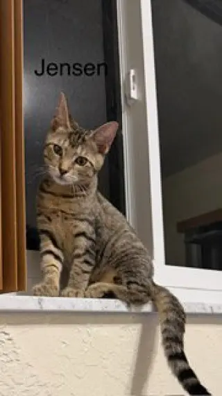 Jensen