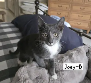 Joey-B