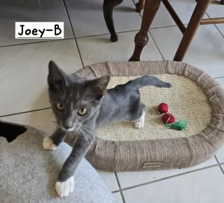 Joey-B