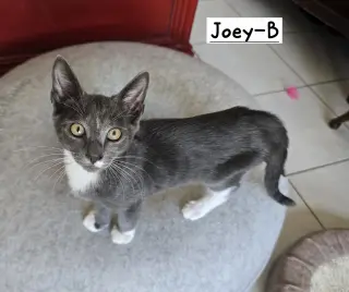 Joey-B