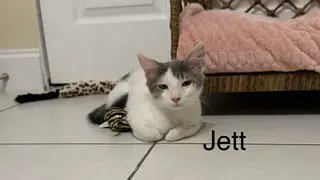 Jett