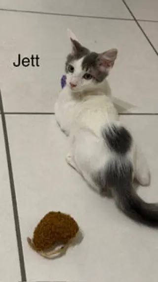 Jett