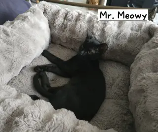 Mr. Meowy