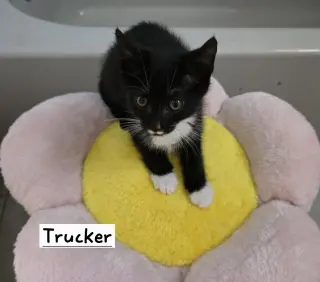 Trucker