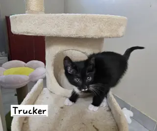 Trucker