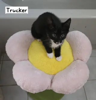 Trucker