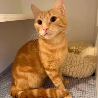 Orange Fireworks